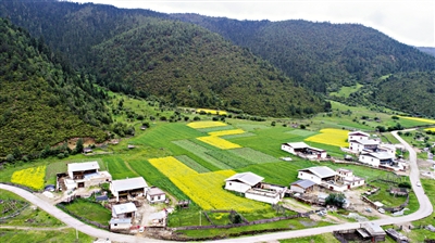 君住長江頭 不再砍樹木