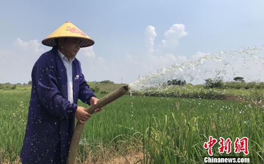 持續(xù)高溫少雨 江西局地稻田缺水民眾抗旱