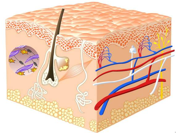 脱细胞异体真皮基质皮下移植后胶原的动态变化