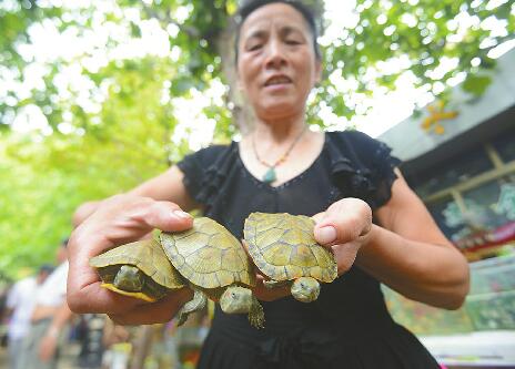 巴西龜“霸占”景觀湖 曾在大明湖泛濫造成本地龜絕跡