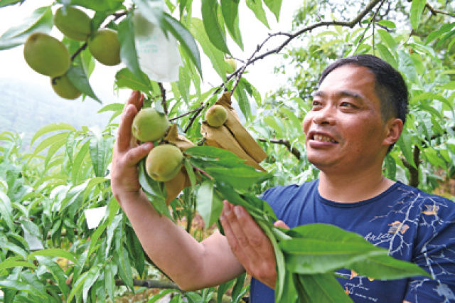 “桃癡”育桃20年,泥巴背了一座山