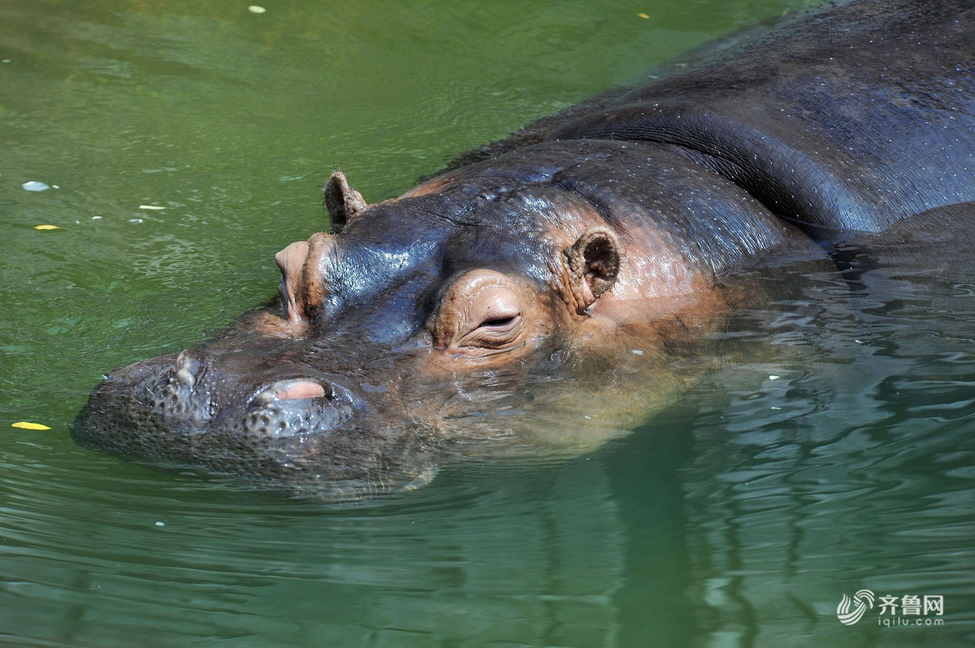 一头河马在水池中纳凉.