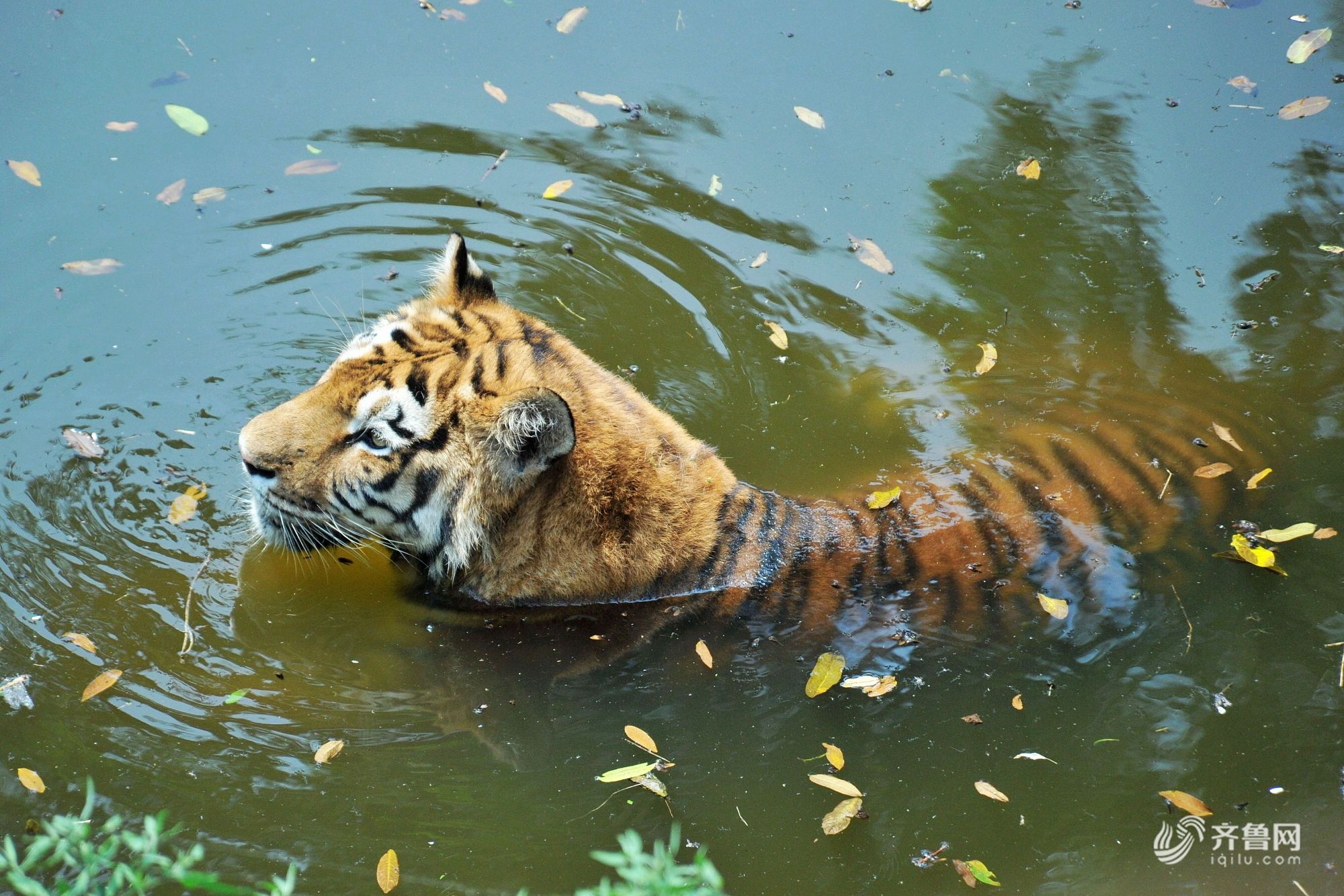 高温持续 青岛森林野生动物各有避暑高招