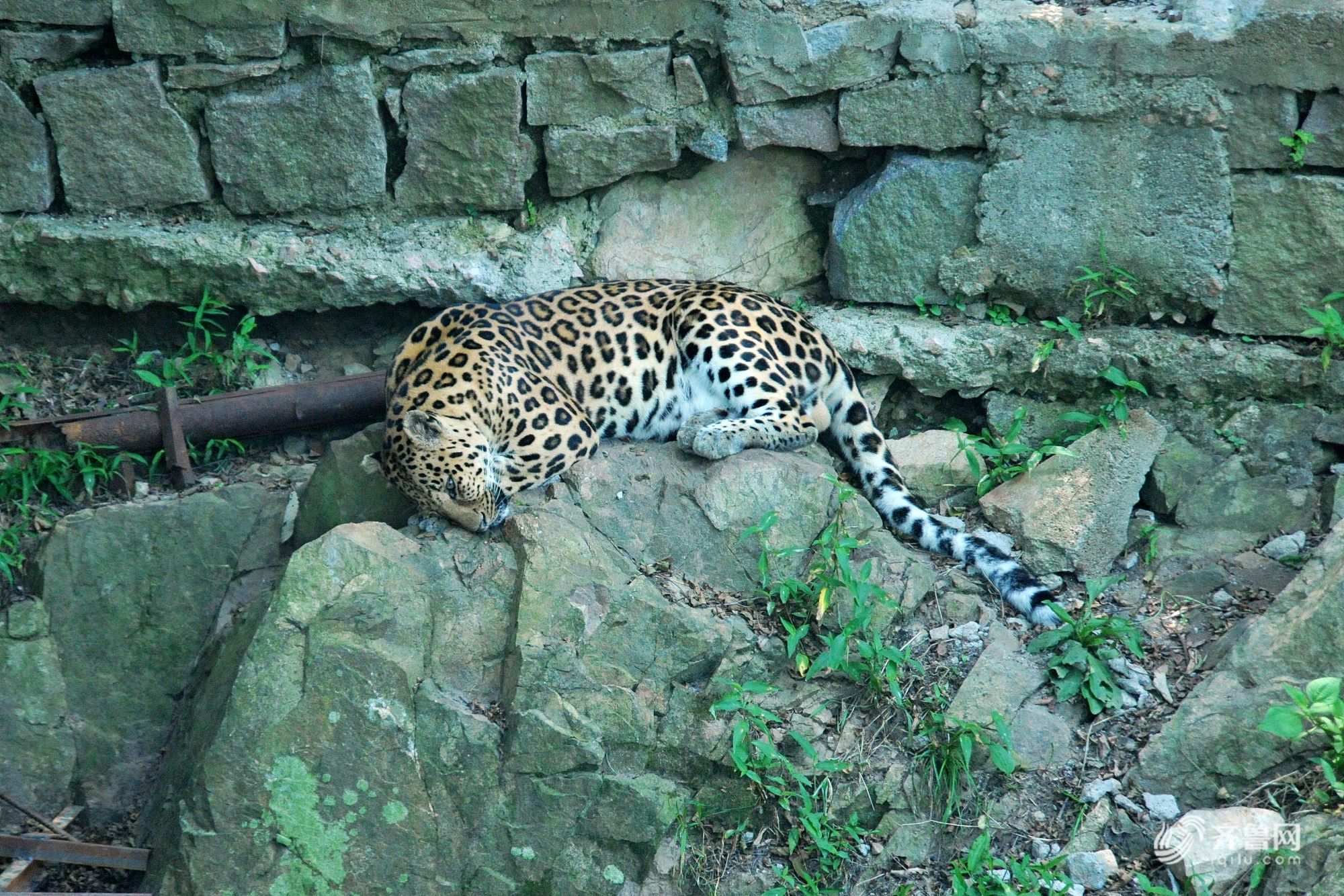 一只金钱豹躲在阴凉处酣睡.