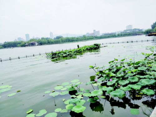 荷花蹤影難覓盛景難再現 濟南大明湖荷花哪去了