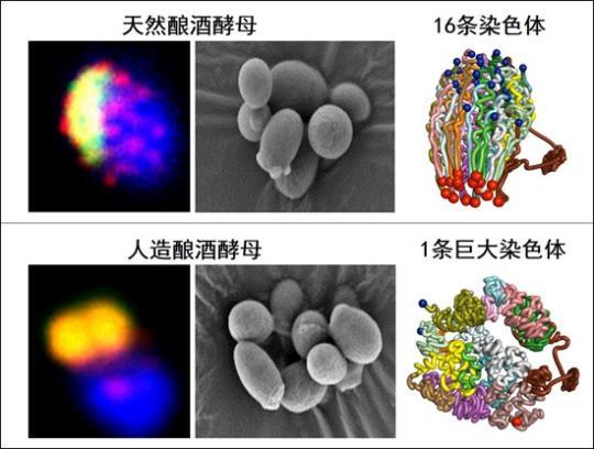 打開人造生命的大門 這回中國(guó)人工合成領(lǐng)先一步