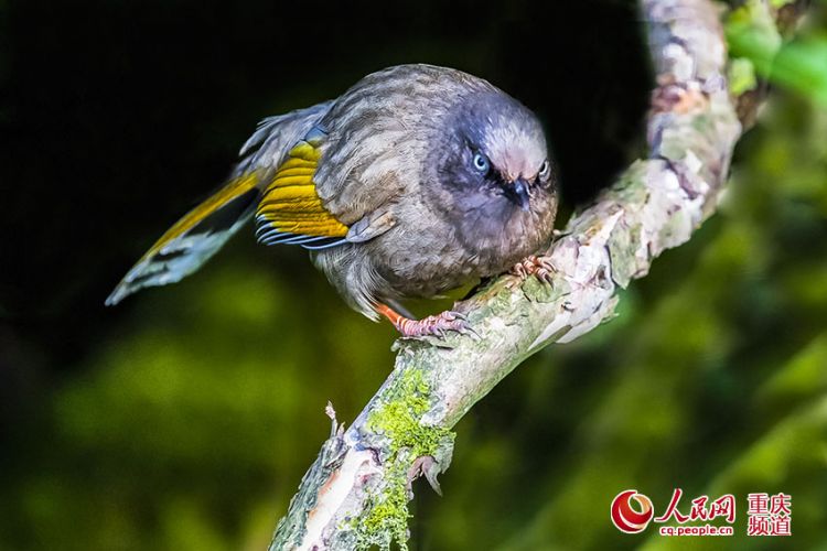 重慶金佛山群鳥千姿百態 “囧像”萌翻游客