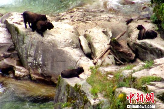 高黎貢山保護區出現國家I級保護動物羚牛