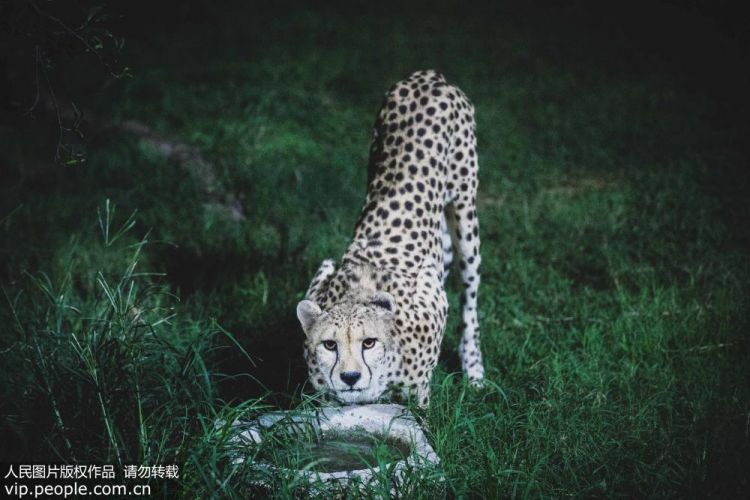 探訪夜間動物園 實拍動物們的神秘狀態