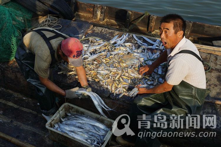 高清：南姜碼頭定置網(wǎng)捕撈大豐收 魚(yú)蝦蟹滿艙價(jià)格誘人