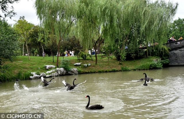 人鳥同游瘦西湖 共繪秋日“生態圖”