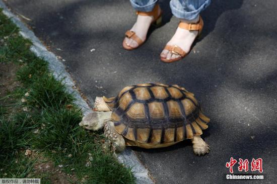 科學家:烏龜等動作緩慢動物一生走路比兔子等多