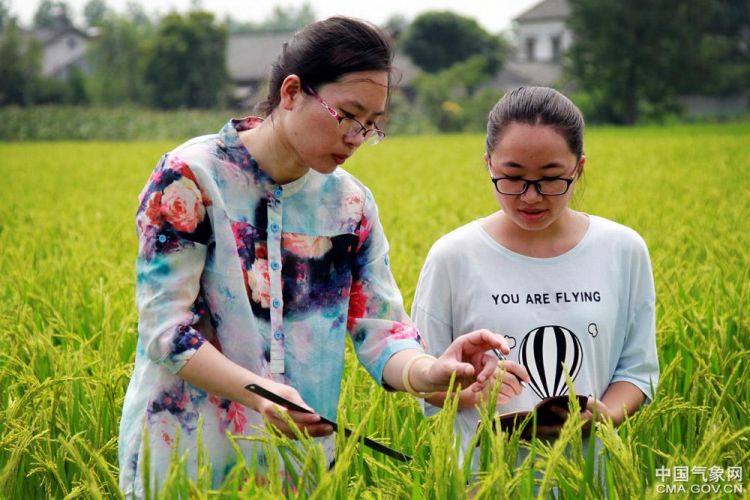 氣象專家：秋糧作物進入生長關鍵期 需加強防控病蟲害