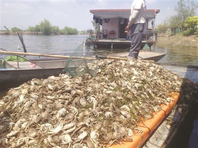 萬畝魚蟹死絕湖水變黑變臭 ?附近群眾出現惡心頭疼現象