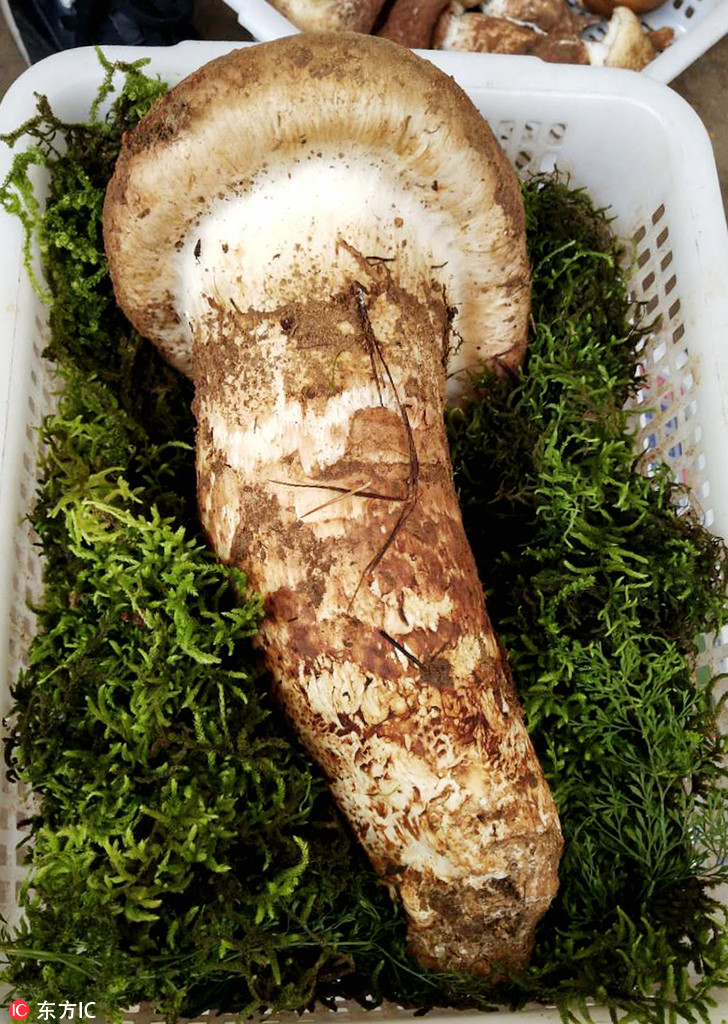 云南今年成交的"松茸王" 1公斤1.2万令人震惊!