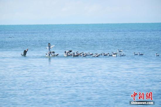 青海湖鳥類種數達225種 與湖域面積增長有關