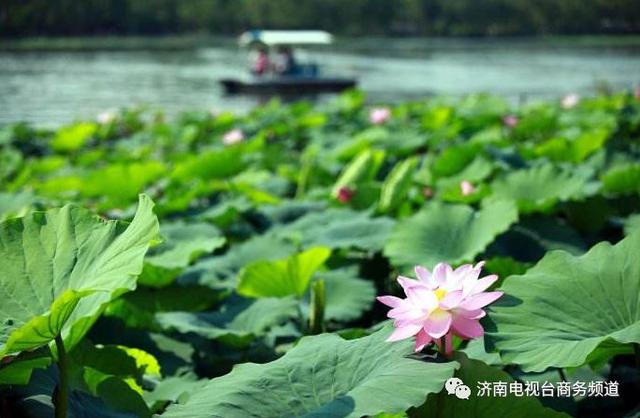 靜如處子 動如脫兔 你心中的夏雨荷 是她還是她……