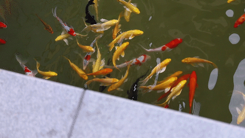 480_270gif 动态图 动图