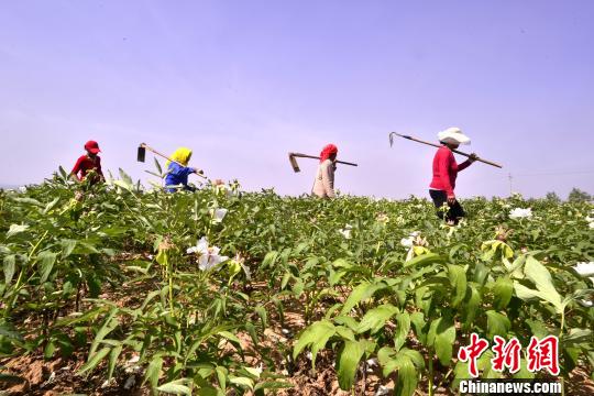 山西襄垣2500畝油用牡丹收獲 “公司+基地+農戶”助農民脫貧