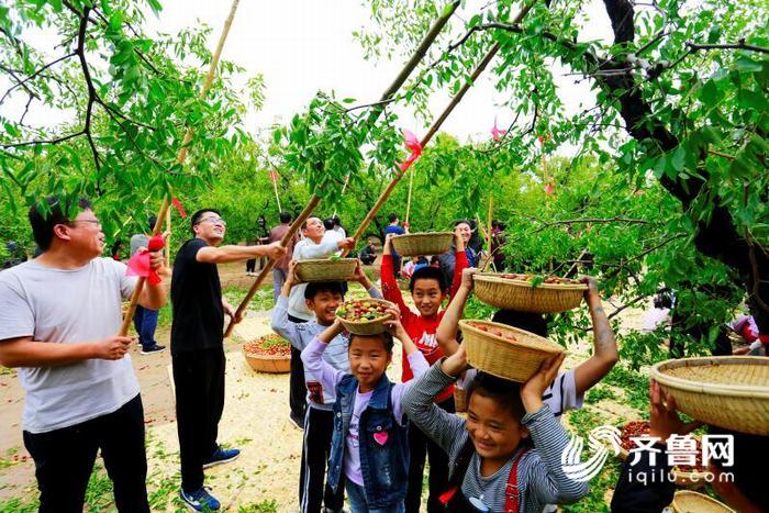 "开杆,打枣喽……"乐陵枣农打枣庆丰收(图)