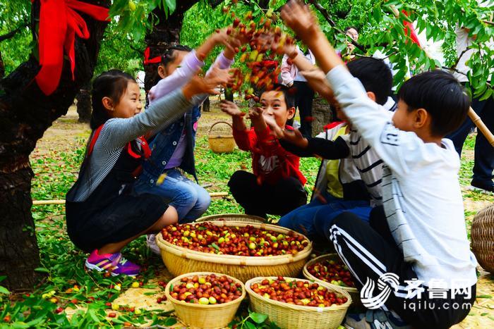 "开杆,打枣喽……"乐陵枣农打枣庆丰收(图)