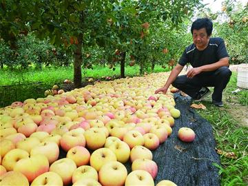 膠州村民種植老口味蘋果喜獲豐收?純利潤達(dá)百萬元