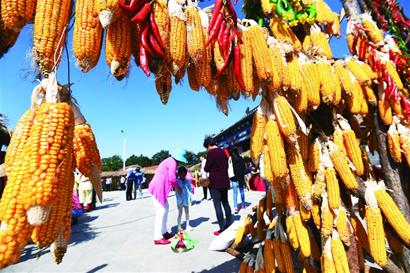 游花海濕地 慶專屬節(jié)日！羊毛溝花海濕地這樣過豐收節(jié)