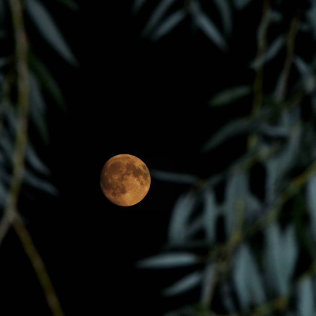 中秋节寓有花好月圆之意 中秋月夜也是历代文人墨士 思乡怀人,抒发家