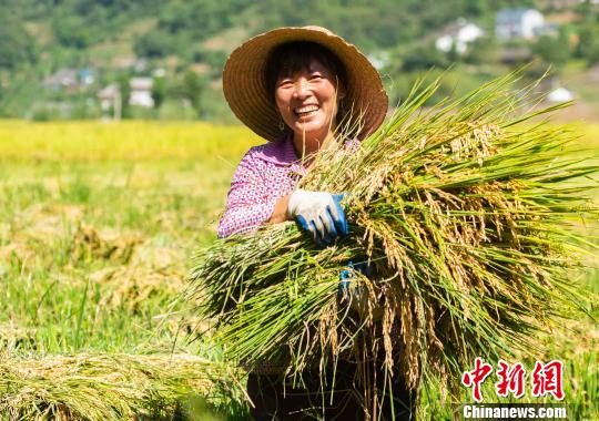 三峽庫區土家族村冷水稻豐收助脫貧