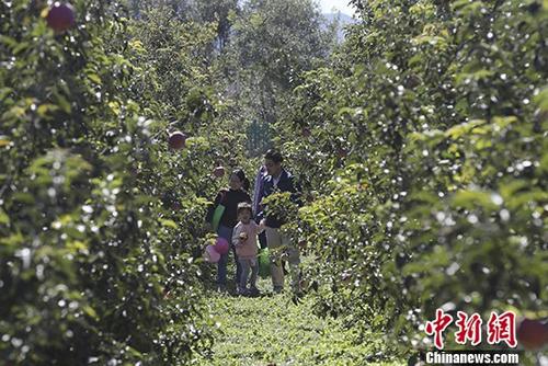 北京延慶區八達嶺鎮舉辦第二屆金秋旅游采摘節