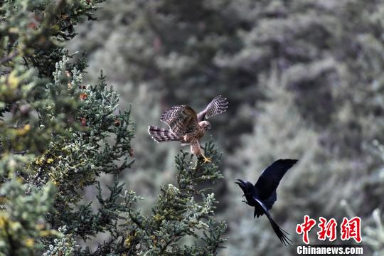 首屆玉樹觀鳥節共記錄到115種鳥類