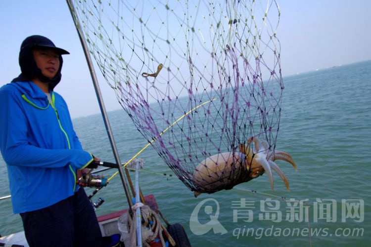 高清：膠州灣迎來金烏賊魚汛 青島海釣客秋日大豐收