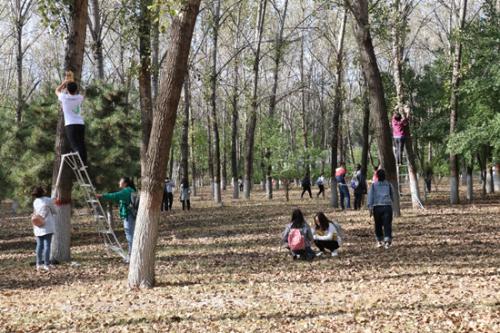 北京市共青林場舉辦“首都全民義務植樹林中掛鳥巢盡責活動”