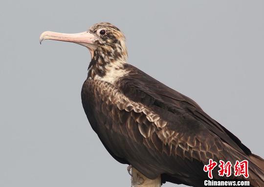 浙江三門灣發現國寶級“貴賓”白腹軍艦鳥