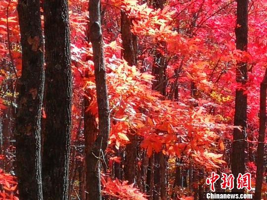 黑龍江林海穿“五彩裙” 鳳凰山紅葉谷迎游客潮