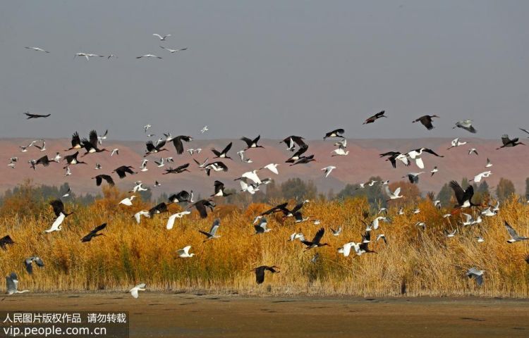 黑河濕地遷徙候鳥舞翩遷蔚為壯觀