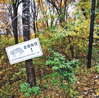 一片山頭活躍著5到7只老虎 這國家公園怎么建？