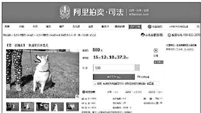 法院拍賣柴犬391人報名競拍 起拍價500元(圖)