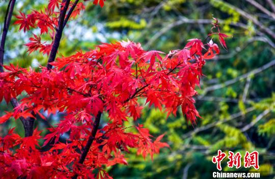 甘肅天水小隴山紅葉似火滿枝頭