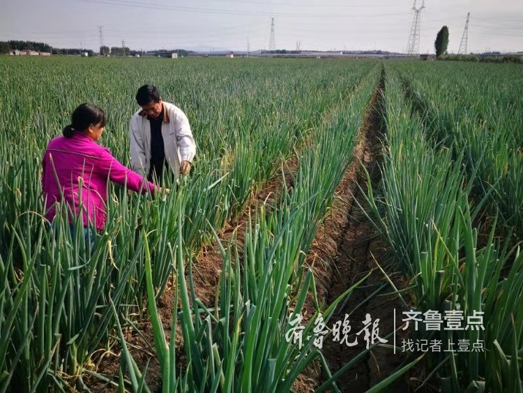 棵棵趕人高！章丘大蔥豐收啦！