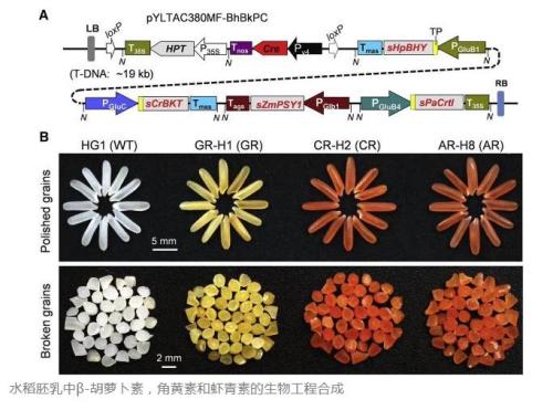 黃金大米后，大米又有新成員：轉基因“蝦紅大米”富含蝦青素