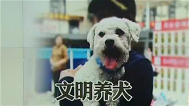 最嚴養犬令！遛狗不牽繩或者無證養狗將被嚴罰