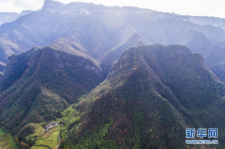 重慶南川三兄弟扎根深山38載 接力守護“植物熊貓”