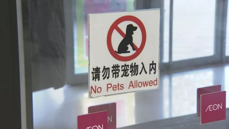 青岛全市仅十分之一犬只有狗牌文明养犬你做到了吗