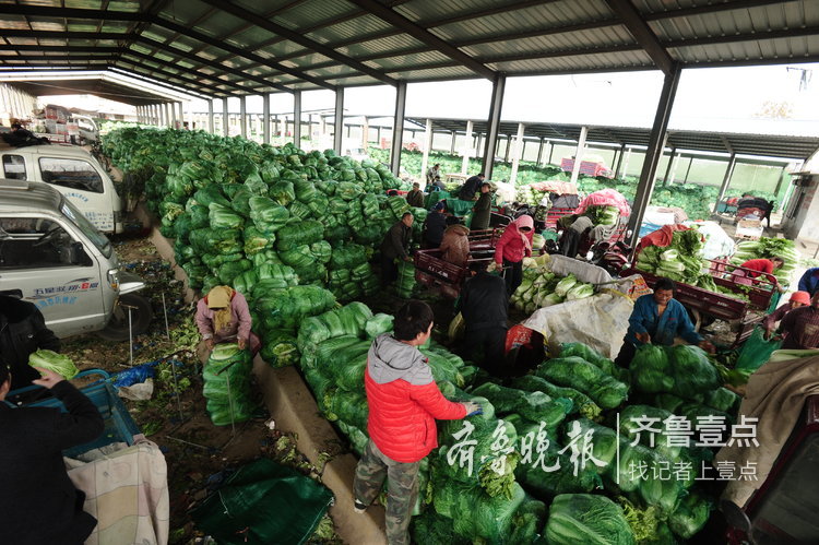 供應充足！濟南近郊大棚蔬菜長勢良好