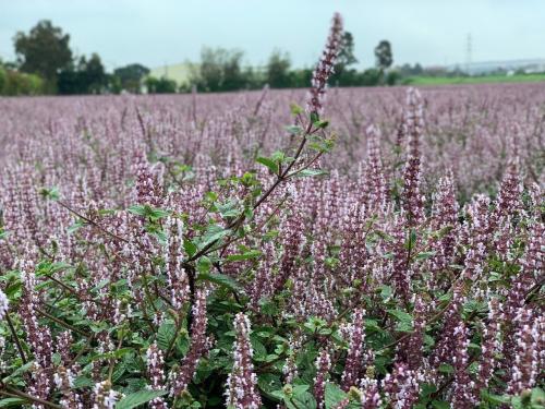 2018桃園楊梅花彩節：仙草花媲美北海道熏衣草