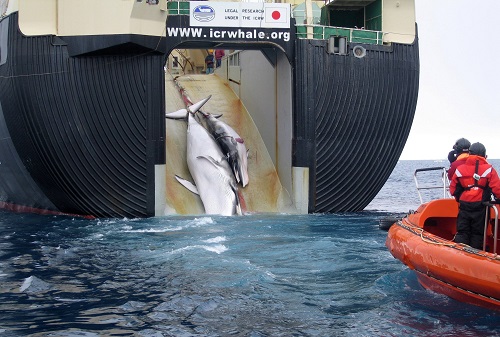 日新丸捕鲸船被击沉图片