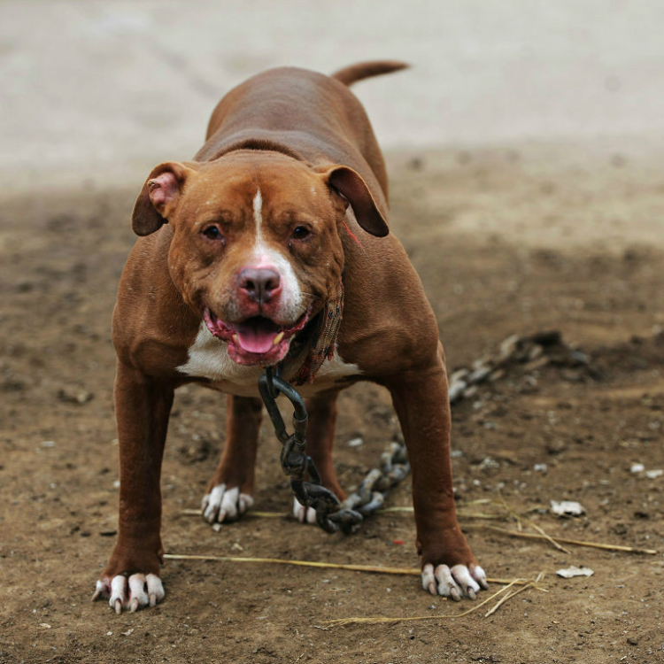 被比特犬咬致手臂截肢左眼缺失，濟南一雇工索賠91萬