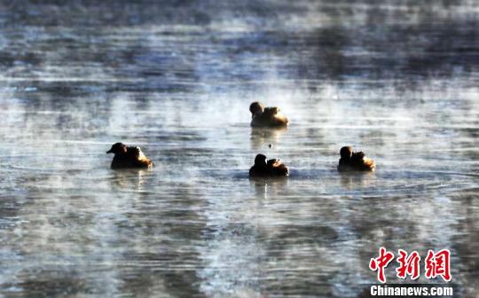 多個珍稀名貴冷水魚種在新疆那拉泉景區成功繁育