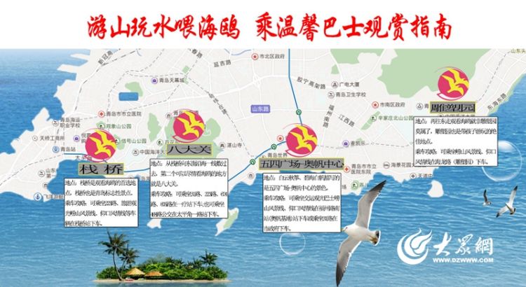 游山玩水喂海鷗 青島4處賞“鷗”地點(diǎn)乘公交就能去